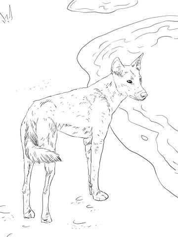 Canis Lupus Dingo Coloring Page